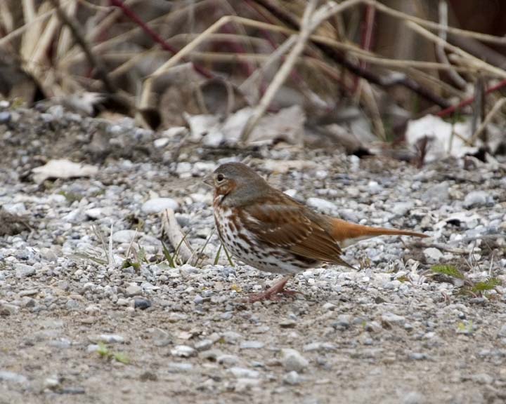 FoxSparrow21.jpg