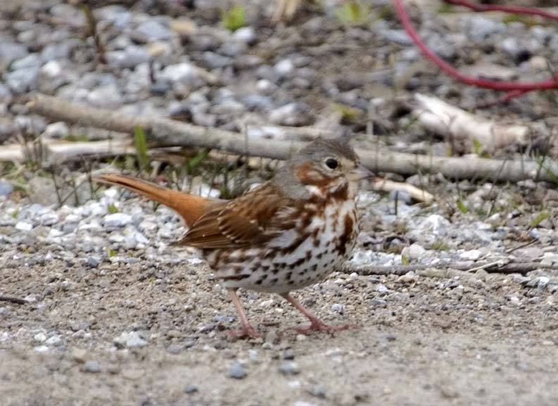 FoxSparrow26.jpg