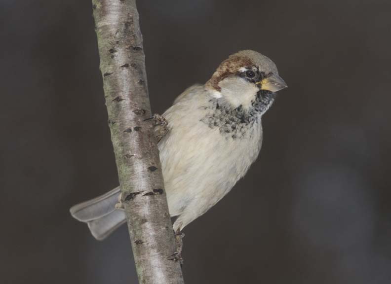 HouseSparrow71R.jpg