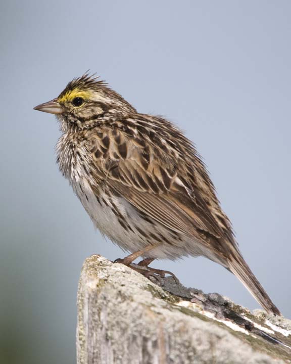 SavannahSparrow21R.jpg