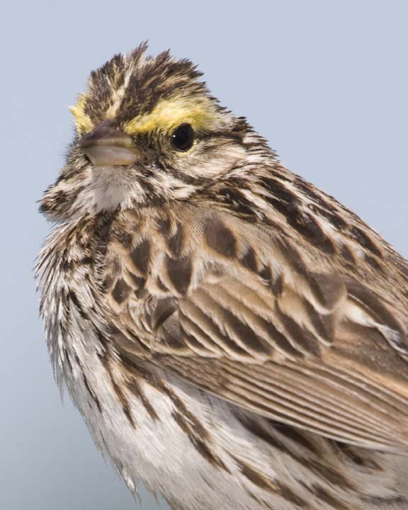 SavannahSparrow35R.jpg