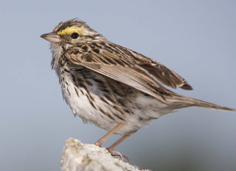 SavannahSparrow37.jpg