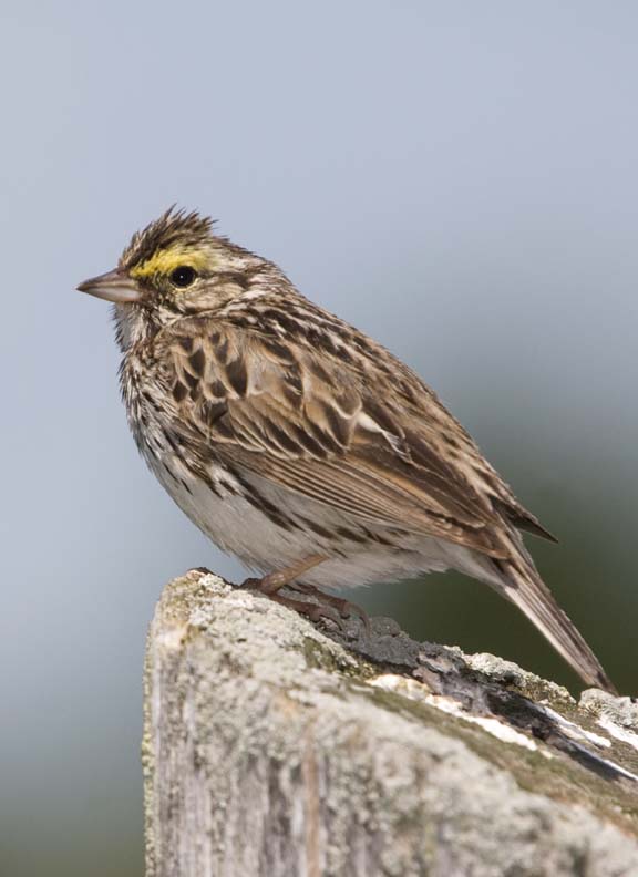 SavannahSparrow52.jpg