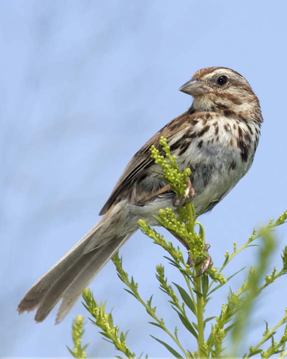 SongSparrow33R.jpg