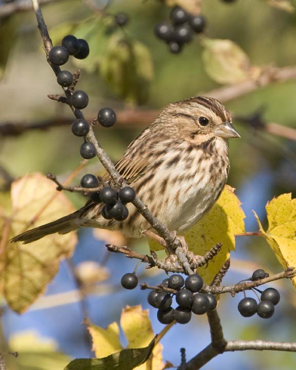 SongSparrow52R.jpg