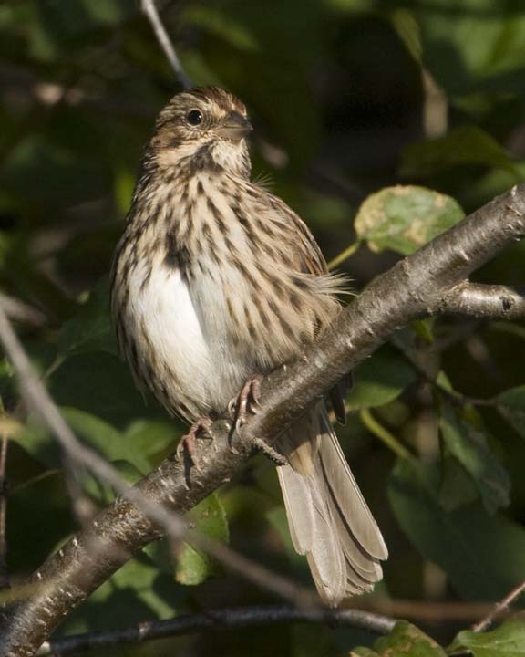 SongSparrow56R.jpg