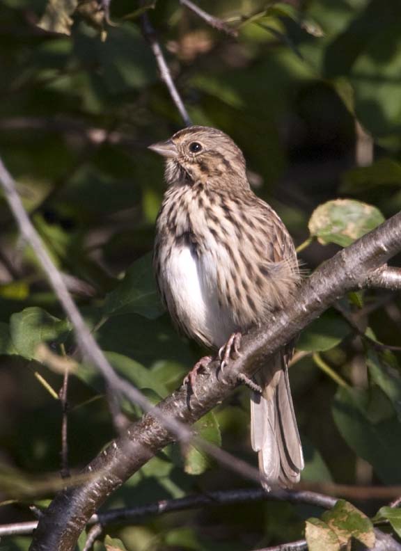 SongSparrow59.jpg