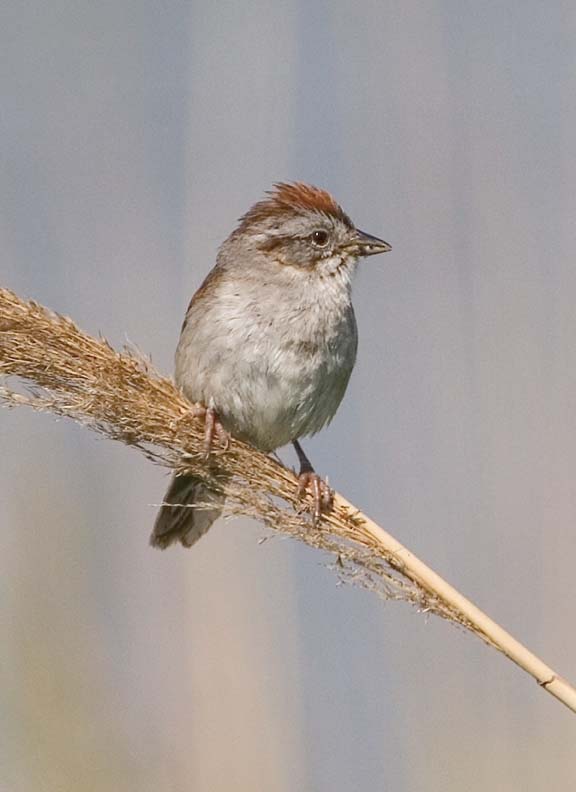 SwampSparrow38.jpg