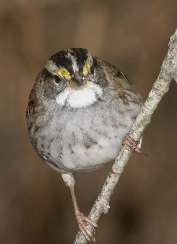 WhiteThroatedSparrow29R.jpg