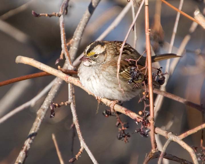 WhiteThroatedSparrow51.jpg