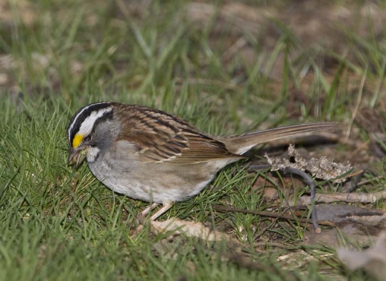 WhiteThroatedSparrow55.jpg