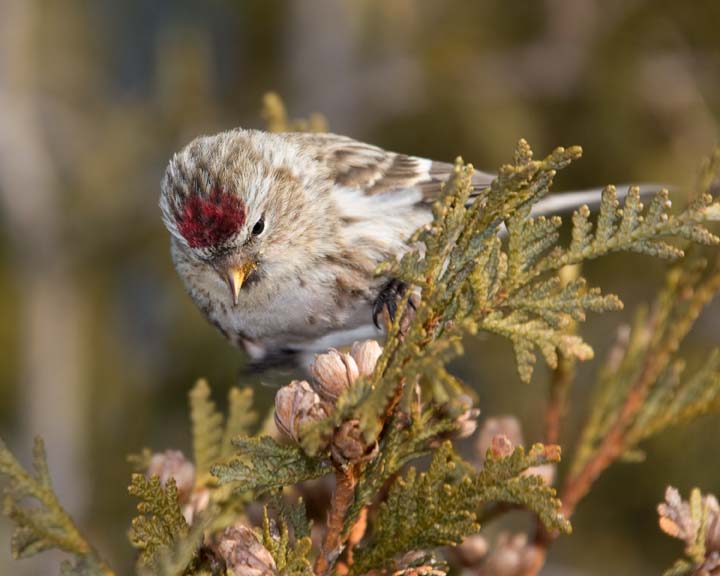 CommonRedpoll52R.jpg