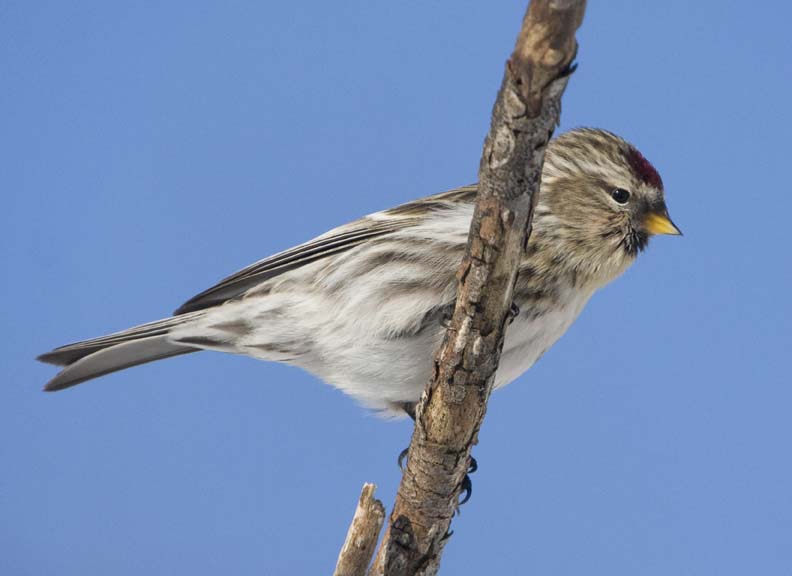 CommonRedpoll54R.jpg