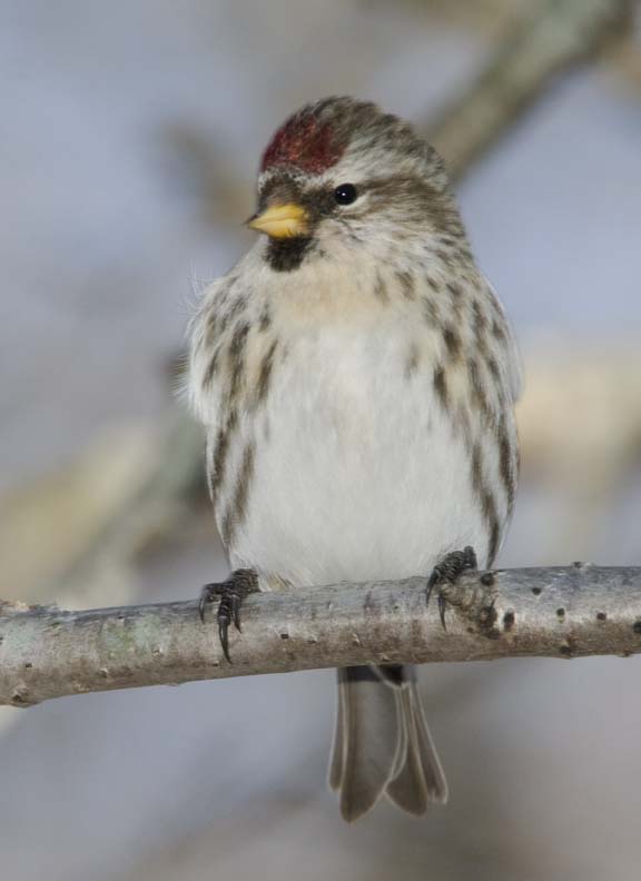 CommonRedpoll65R.jpg