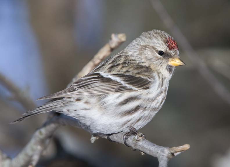 CommonRedpoll69R.jpg