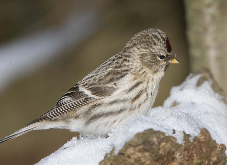 CommonRedpoll75R.jpg