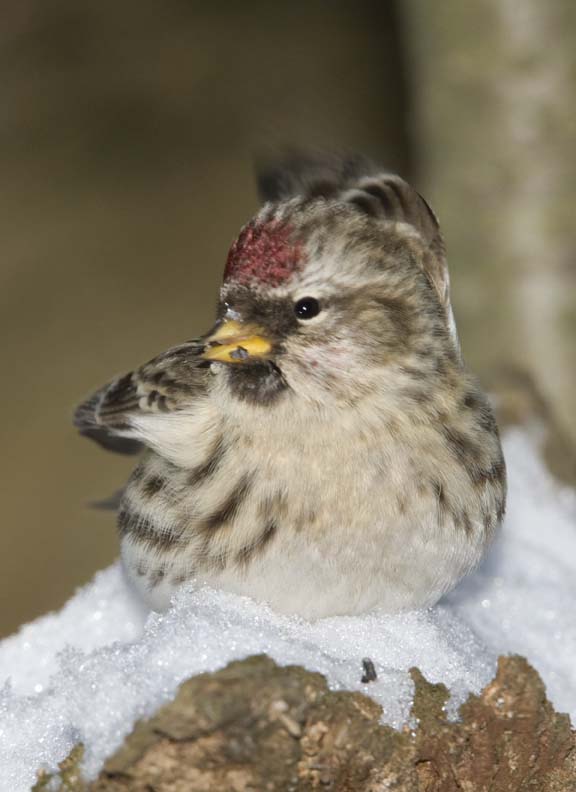 CommonRedpoll82.jpg