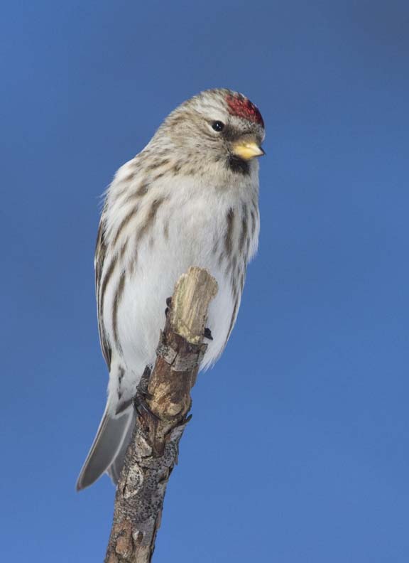 CommonRedpoll88.jpg