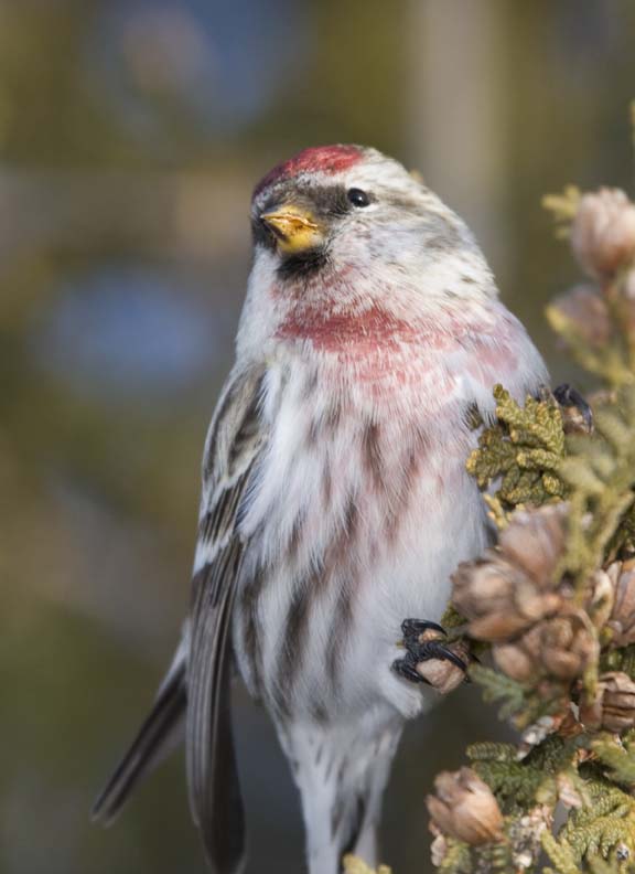 CommonRedpoll90.jpg