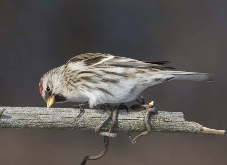 CommonRedpoll95R.jpg
