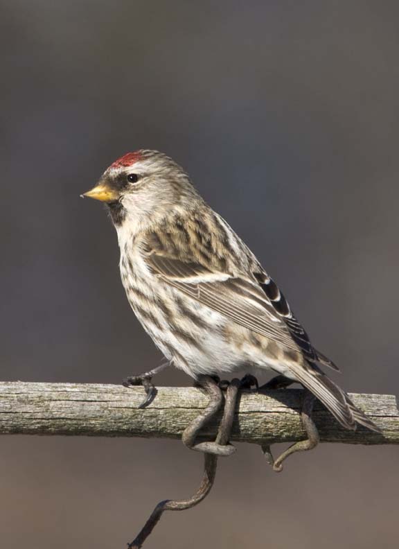 CommonRedpoll96R.jpg