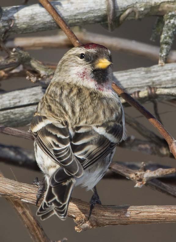 CommonRedpoll98R.jpg