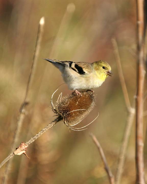 Goldfinch13.jpg
