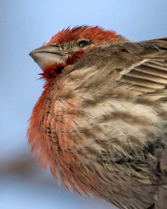 HouseFinch10.jpg