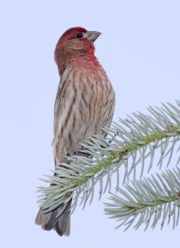HouseFinch30R.jpg