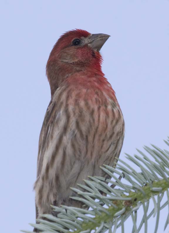 HouseFinch42.jpg
