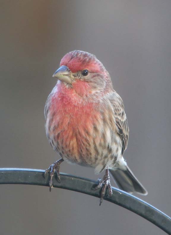 HouseFinch44.jpg