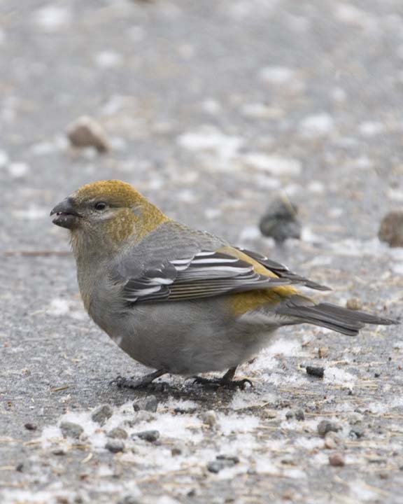 PineGrosbeak10R.jpg