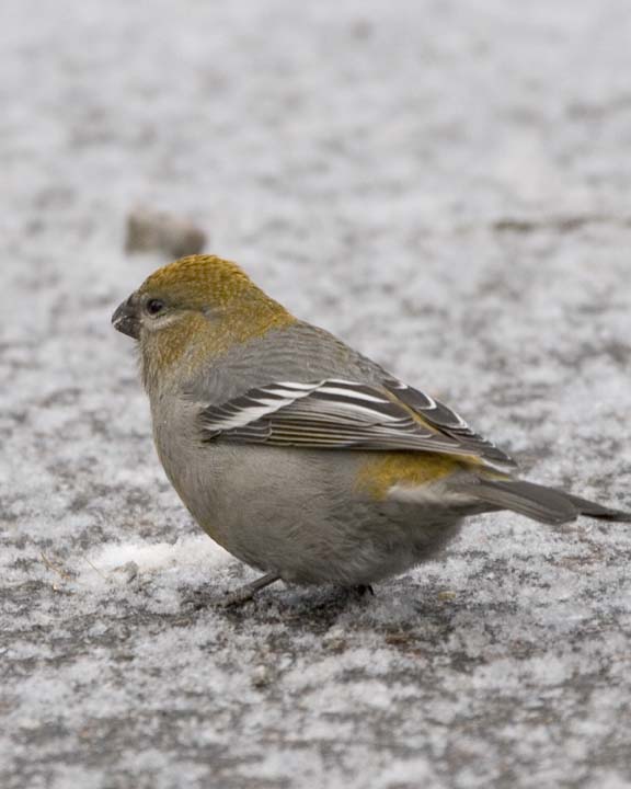 PineGrosbeak11.jpg