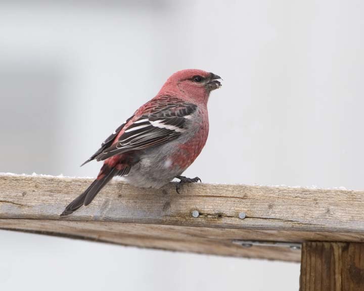 PineGrosbeak24.jpg