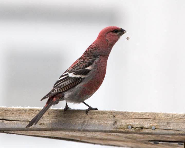 PineGrosbeak28.jpg