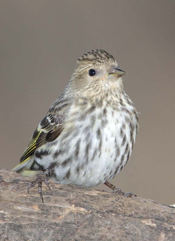 PineSiskin17.jpg
