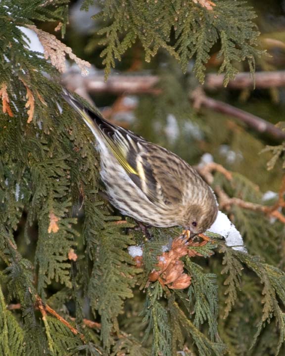 PineSiskin2.jpg