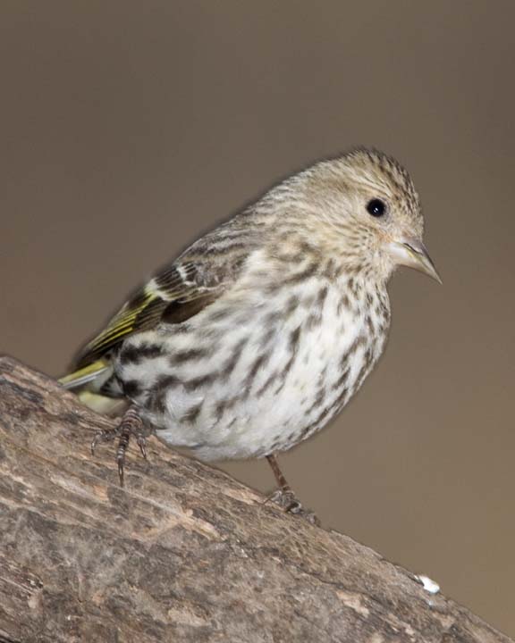PineSiskin3R.jpg