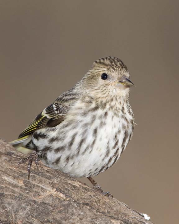 PineSiskin4R.jpg