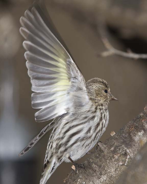 PineSiskin5R.jpg