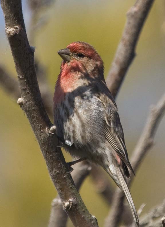 PurpleFinch8.jpg