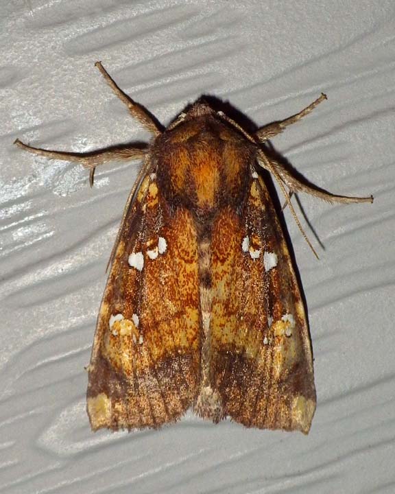 NorthernBurdockBorerMoth7.jpg