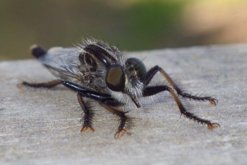 Robberfly80.jpg