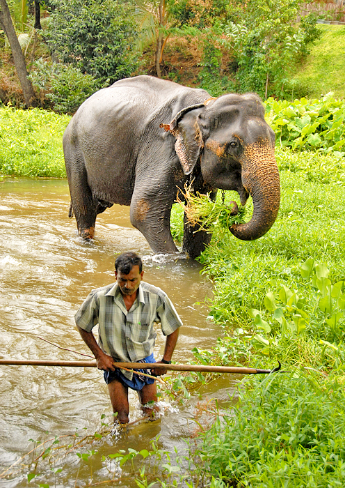 Mahout and his Elephant - Sri Lanka