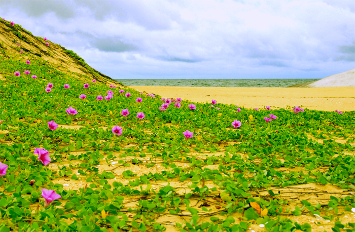 Beach at Okanda - Sri Lanka