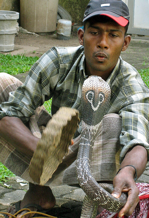 Snake Charmer - Sri Lanka