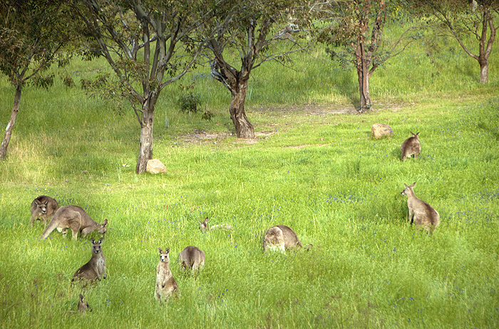 Kangaroos - Australia
