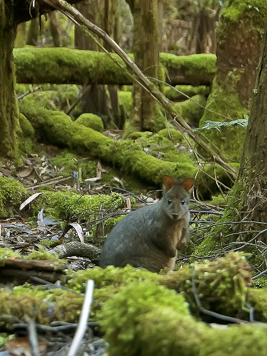 Tasmanian Pademelon