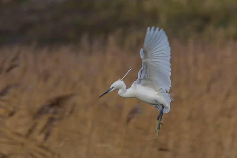 Kleine zilverreiger