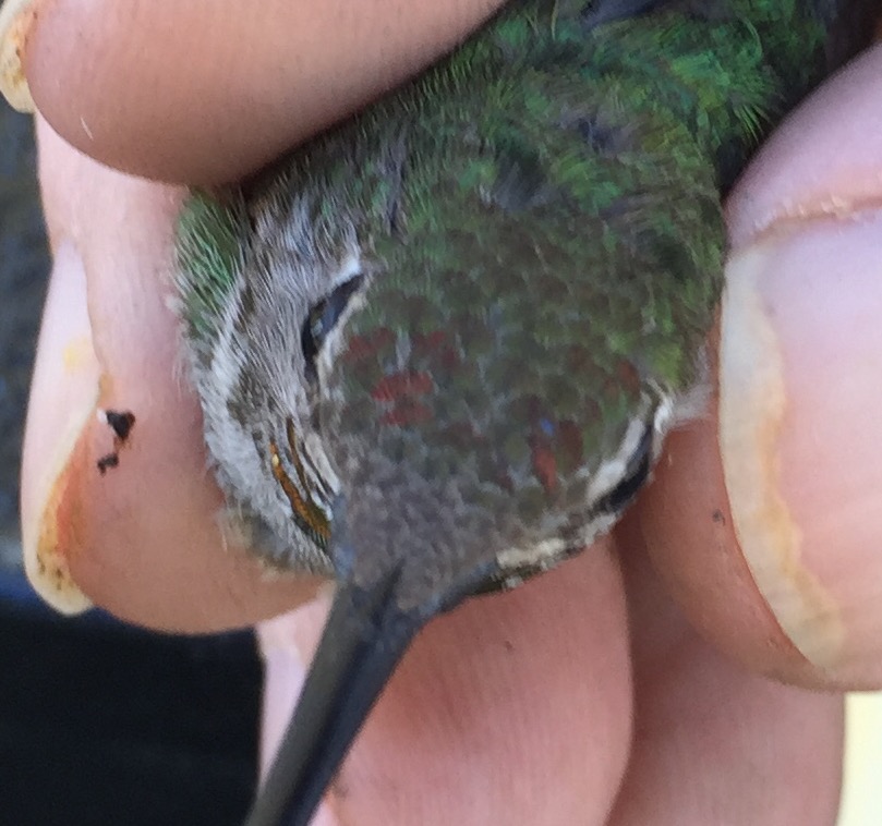 A few iridescent feathers in crown